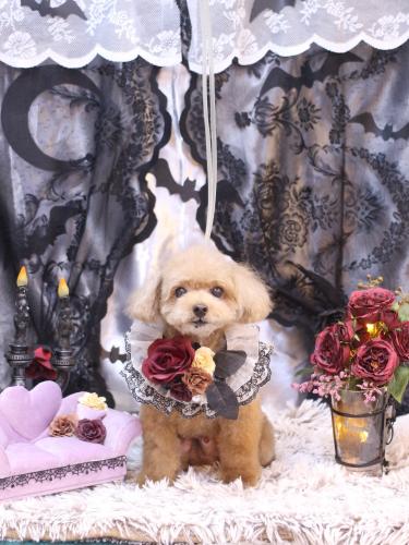 20231014マロンくん